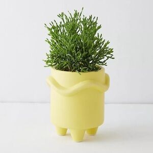 NWT Urban Outfitters Small Iggy Plant Pot